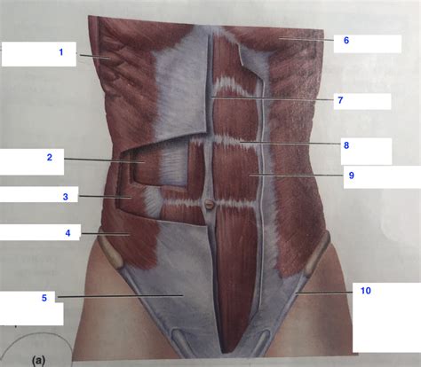 Abdominal Wall Muscles Anterior View Anatomy Diagram Quizlet