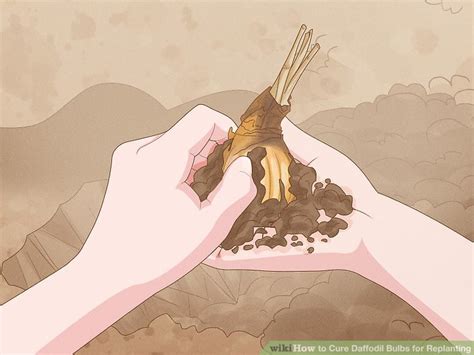 How To Cure Daffodil Bulbs For Replanting 10 Steps