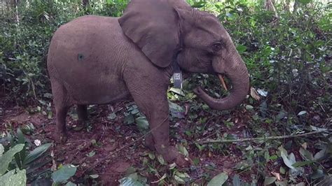 Au gabon des éléphants portent un collier gps contre les braconniers