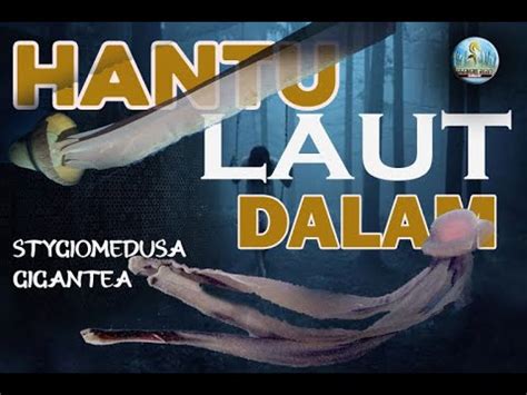 FENOMENA LANGKA PENAMPAKAN HANTU DI LAUT DALAM Stygiomedusa