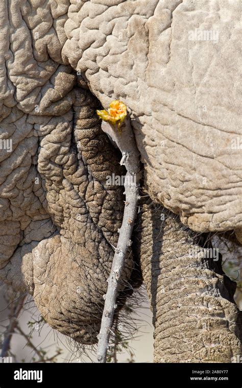 Afrikanischer Elefant Loxodonta Africana African Bush Elephant