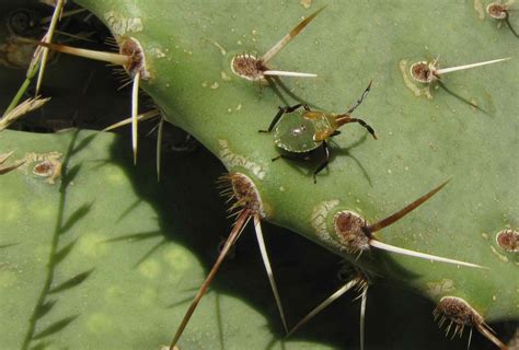 Cactus Bug Nymph Chelinidea Vittiger Opuntia Bug Gali Flickr