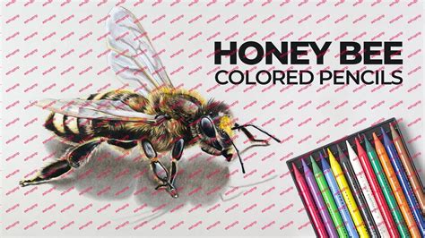 Colored Pencil Drawing: How to Draw a Bee Step by Step Guide – Eshoptrip