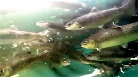 Aquaponic Trout Youtube