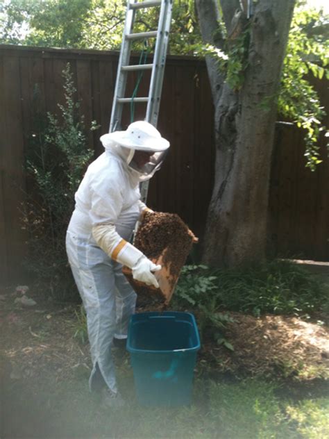 Bee Removal Dallas Bee Safe Bee Removal