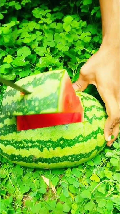 Fresh Watermelon Cutting 🍉🍉 Youtube Youtubeshorts Viral Tranding Watermelon Fruitcutting