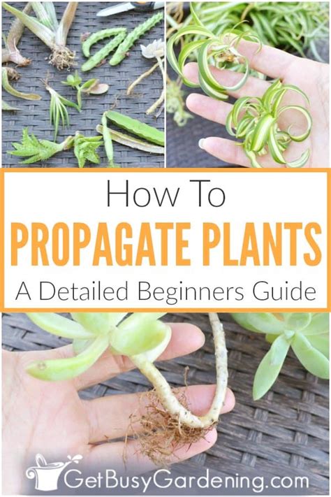 Plant Propagation What Is It And How To Grow Plants From Plants