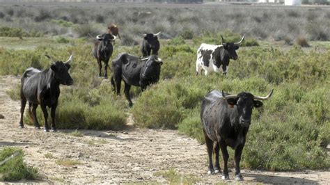 Quejas a Google Play por una aplicación que calcula las vacas que vale