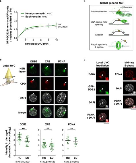 The Ner Pathway Operates Within Heterochromatin Domains A Kinetics Of