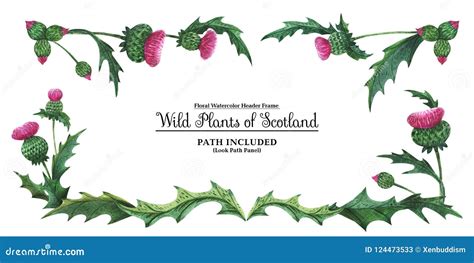 Head Banner From Thistles Floral Symbol Of Scotland Stock Illustration