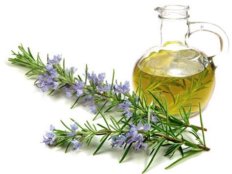 Rosemary infused oil for improved Digestion and relieve pain