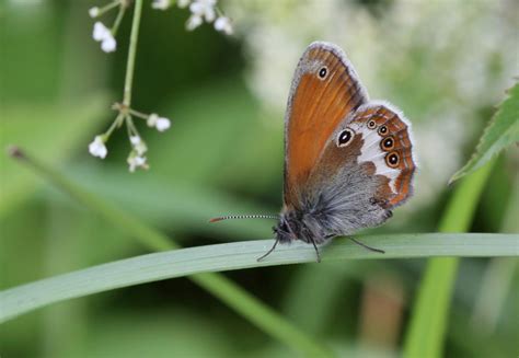 Coenonympha Arcania Rimvydas Kinduris Flickr