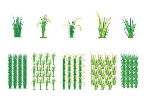 Rice Plant Harvest Vector