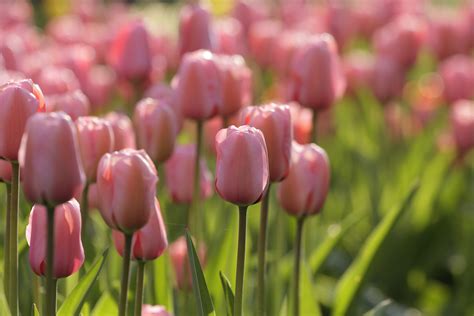 Top Performing Tulips? Plant These Timeless Favorites - Longfield Gardens