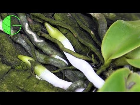 Cattleya Roots Orchid Collection Update 13 April 2019 YouTube