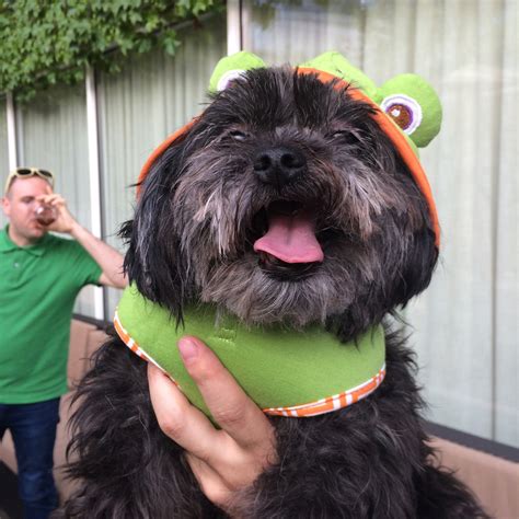 Dog Halloween Costumes Are The Shih Tzu Huffpost