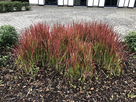 6 X Imperata Red Baron Japans Bloedgras In 9x9cm Pot Bol