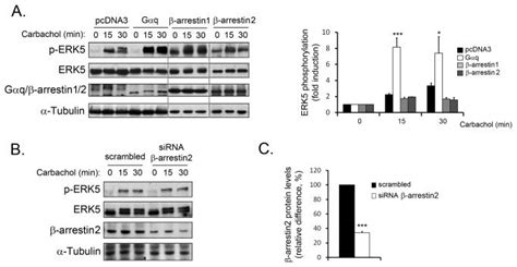 A Cho Cells Stably Expressing Wild Type Muscarinic M Receptor