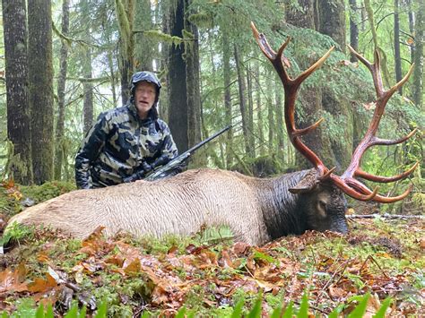 Vancouver Island Roosevelt Elk Vancouver Island Coastal Bear Adventures