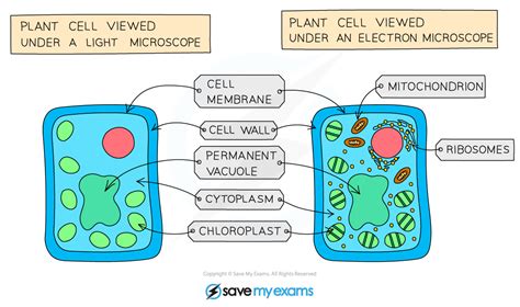 细胞结构22 Edexcel Igcse生物学修订笔记2019 保存我的考试