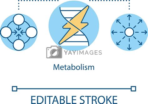 Metabolism Concept Icon Energy Transformation Chemical Regulations In Organism Biological