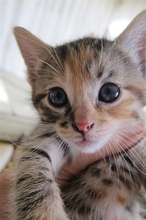 Cat Feline Look Face - Free photo on Pixabay - Pixabay