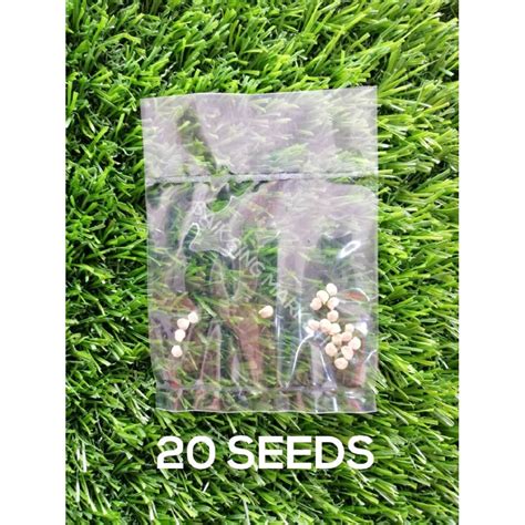 Biji Sakata Hot Pepper F Hybrid Benih Cili Kulai Irrigation Fertigasi Shopee Malaysia