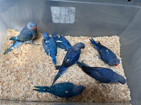 Violet Indian Ringneck For Sale Parrotcrown