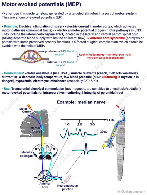 Motor Evoked Potentials Mep N Pr