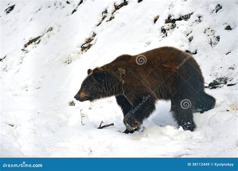 Orso bruno immagine stock. Immagine di predatore, preda - 38112449