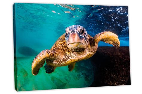 Hawaiian Green Sea Turtle Canvas Print Wall Art Marine Life Turtle Wal