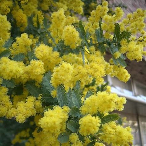 Acacia Baileyana Cootamundra Wattle