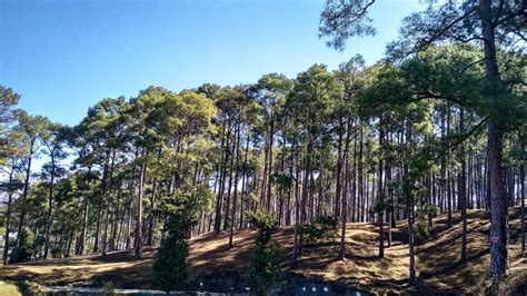 Pine Tree Forest In Himalaya Stock Photo Image Of Spruce Tree 232533096