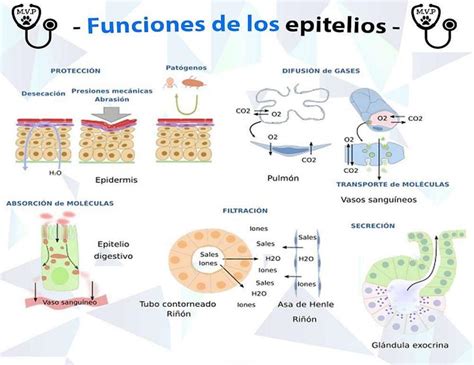 Funciones De Los Epitelios Fraii UDocz