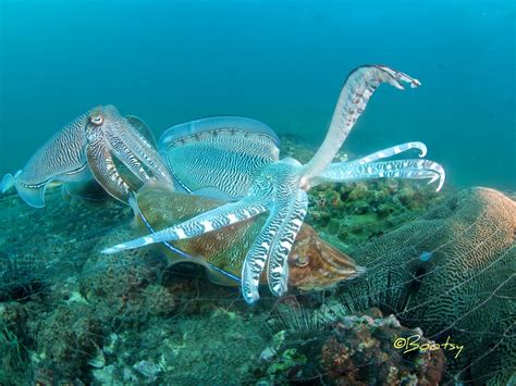 Bootsy Underwater Photographer Columnist Storyteller