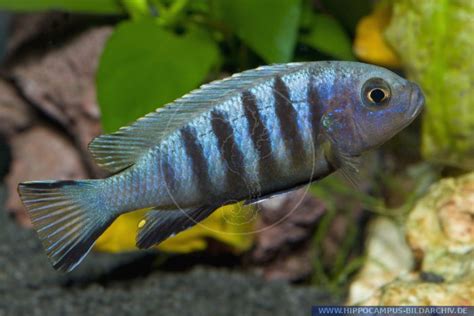 Cynotilapia Afra Jalo Reef Alias Sixstripe Cynotilapia Hippocampus