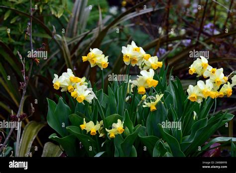 Narcissus Eaton Songyellow Daffodildaffodilsorange Corona With A