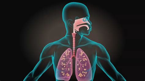 3D Medical Animation – Respiratory System – Centre for Informatics, Knowledge Management and ...