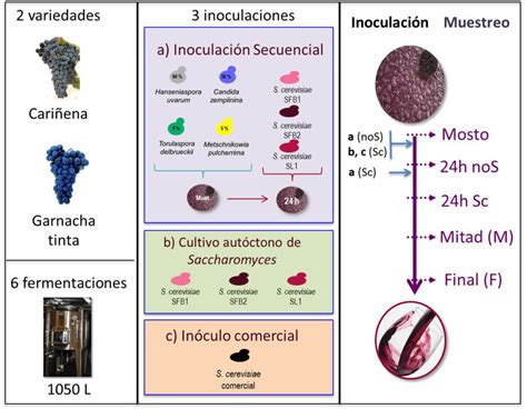 Utilización de inóculos mixtos de levaduras autóctonas como herramienta