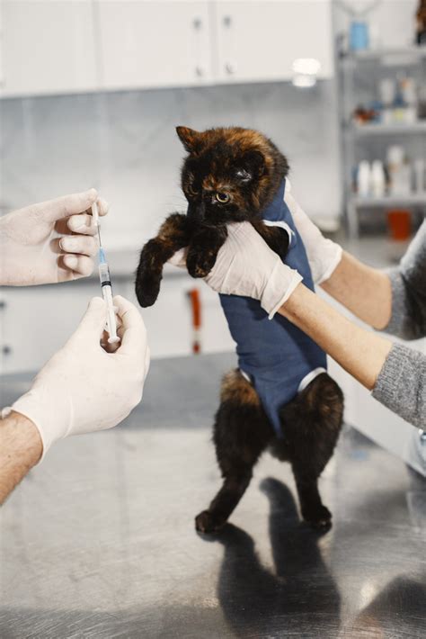 C Mo Detectar Enfermedades Comunes En Los Gatos Desde Enfermedades