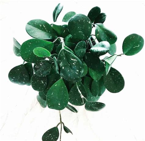 Hoya Obovata Care Tips That Actually Work