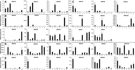 Expression Patterns Of Wrky Genes From Group Ii In Various Tissues By