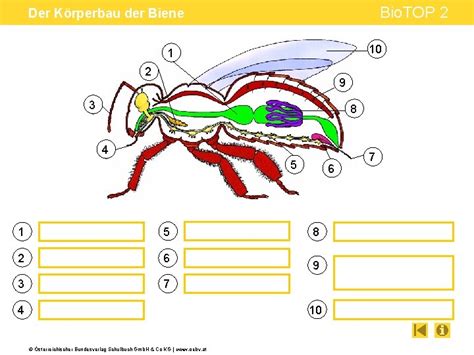 Bio Top Der Krperbau Der Biene Schrittweiser