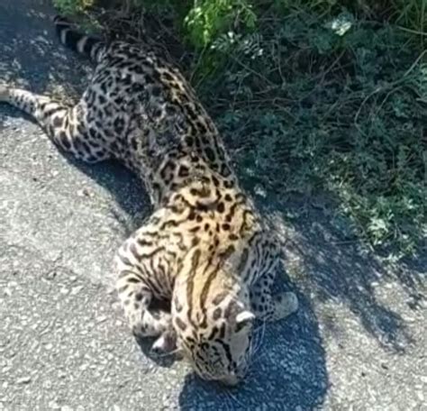 Gato do mato é encontrado morto em rodovia de Porto da Folha Sergipe G1