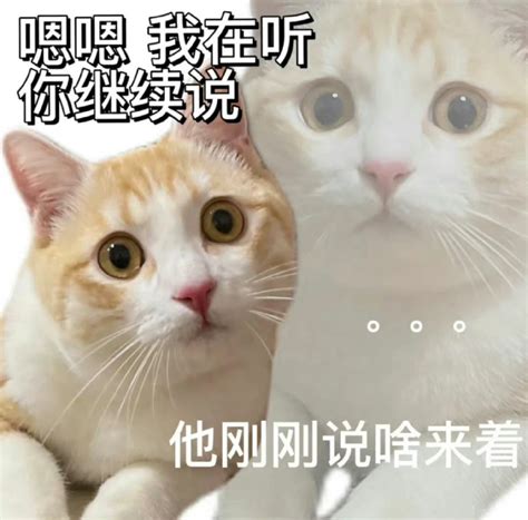 小猫灵魂出窍表情包 猫咪上班的精神状态表情包发疯图片配图网