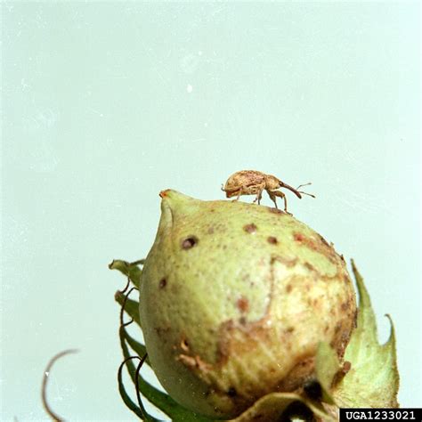 Boll Weevil – Earthwise Agriculture