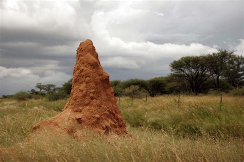 Termite Mounds Reveal Secret To Creating ‘living And Breathing Buildings That Use Less Energy