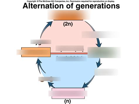 Alternation Of Generations Diagram Quizlet