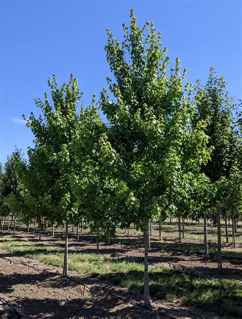 Acer Rubrum October Glory Red Maple October Glory Northwest