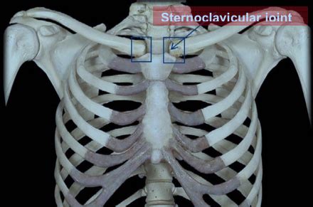 Sternoclavicular Joint Anatomy Diagram